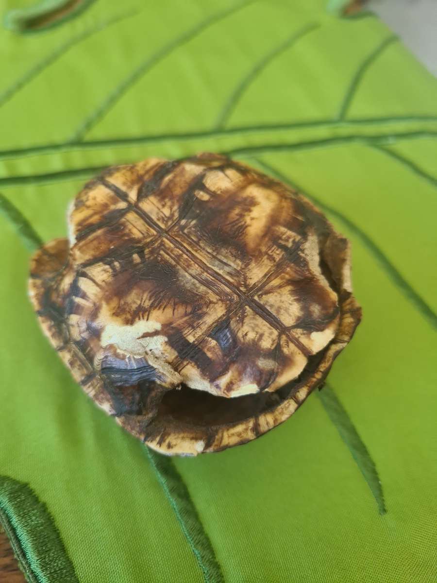 Antique Tortoise Shell