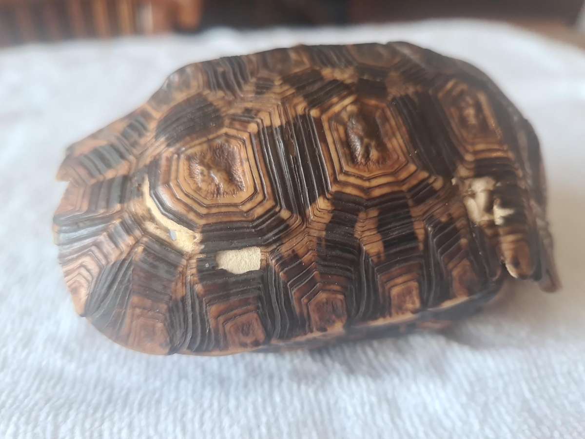 Antique Tortoise Shell