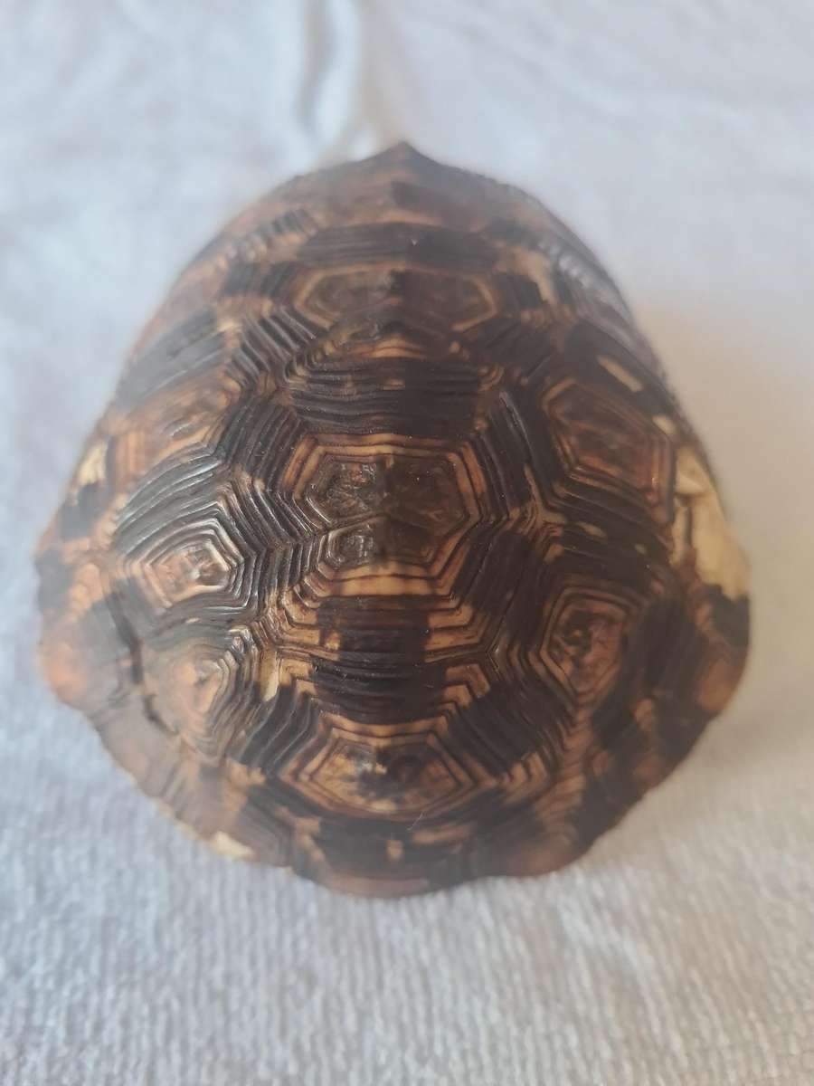 Antique Tortoise Shell