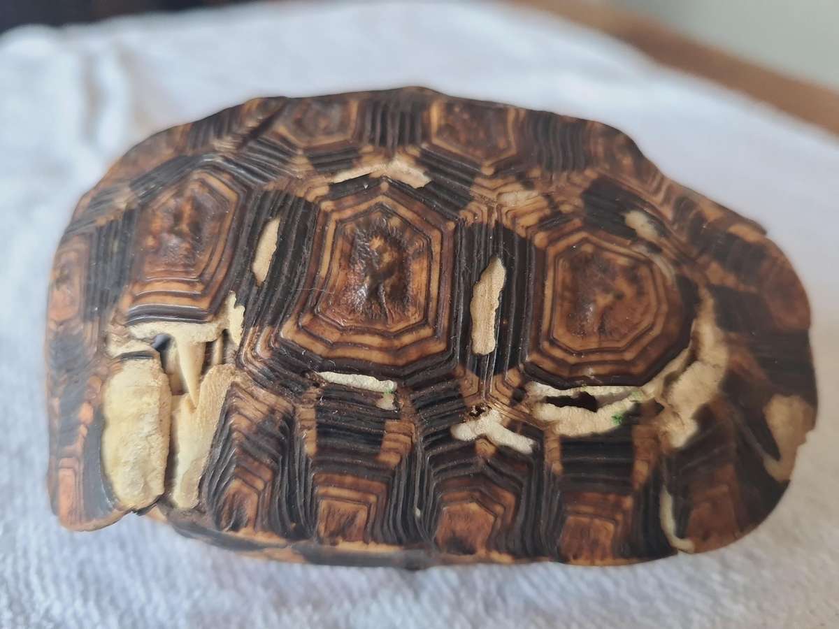 Antique Tortoise Shell