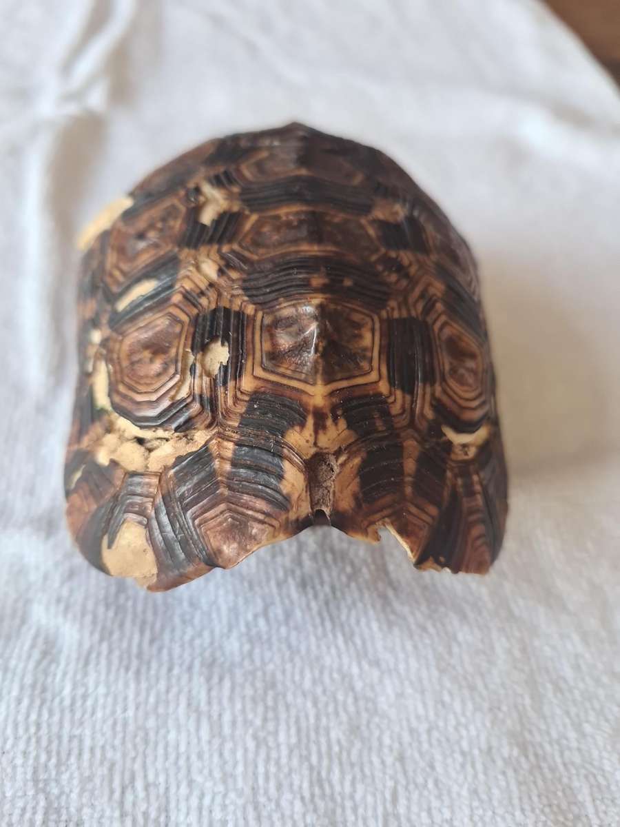 Antique Tortoise Shell