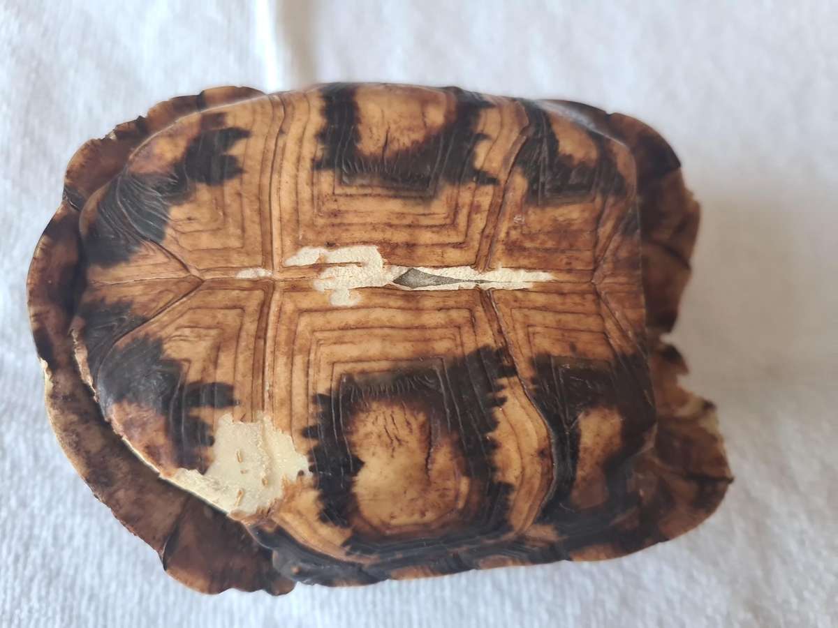 Antique Tortoise Shell