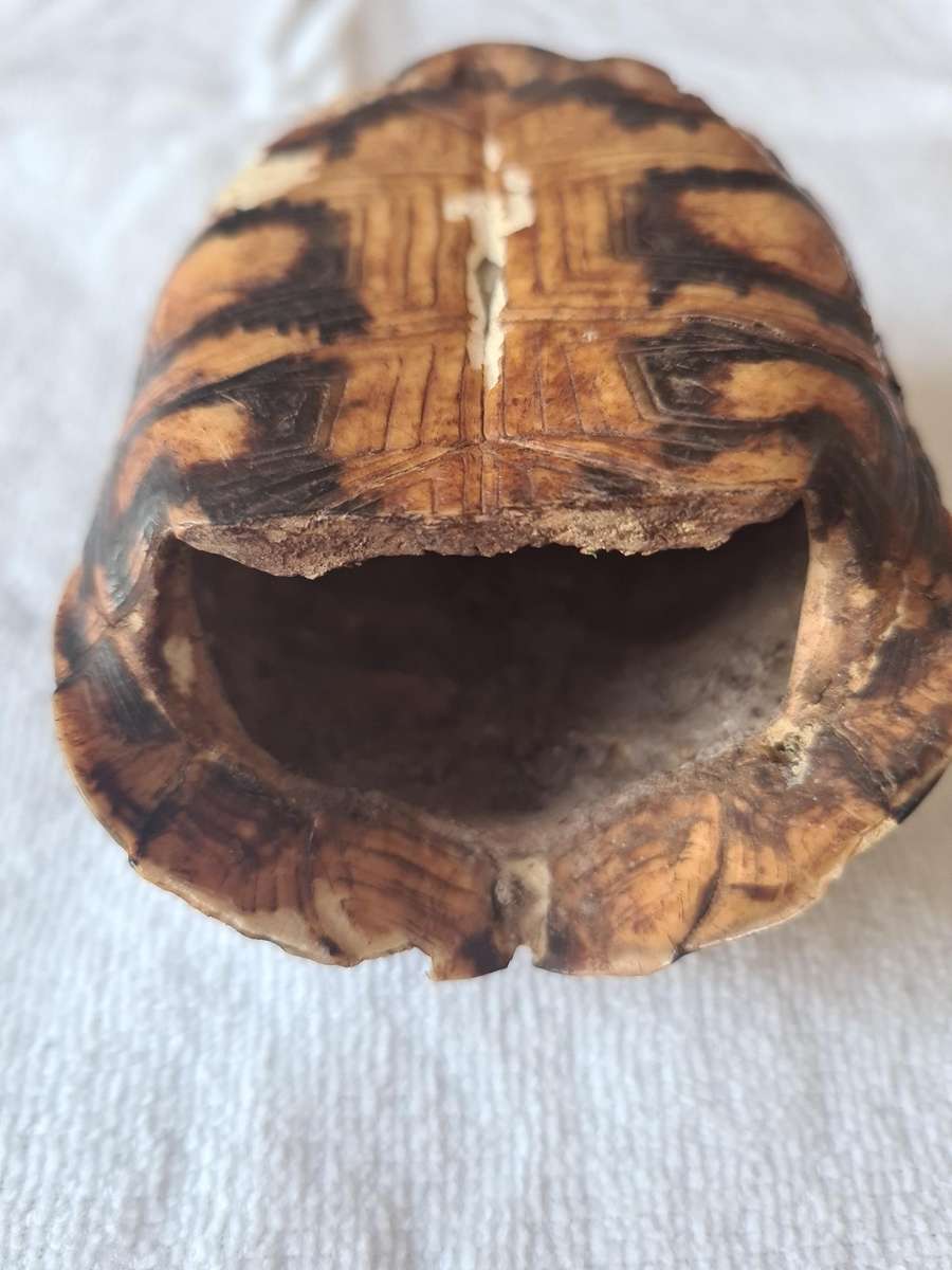 Antique Tortoise Shell