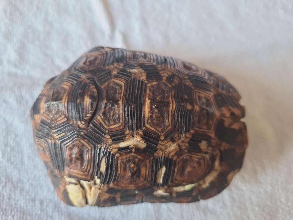 Antique Tortoise Shell