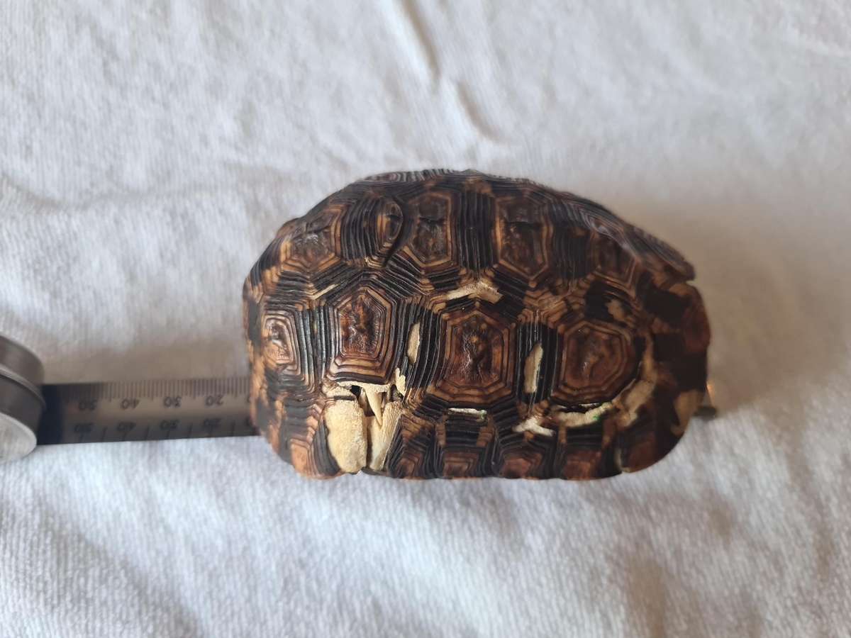 Antique Tortoise Shell