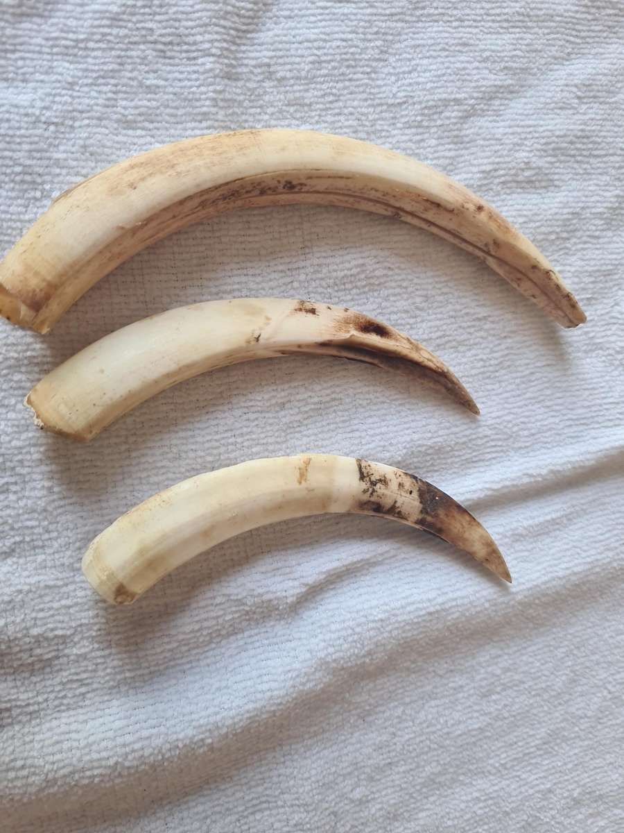 Three  Warthog Tusks