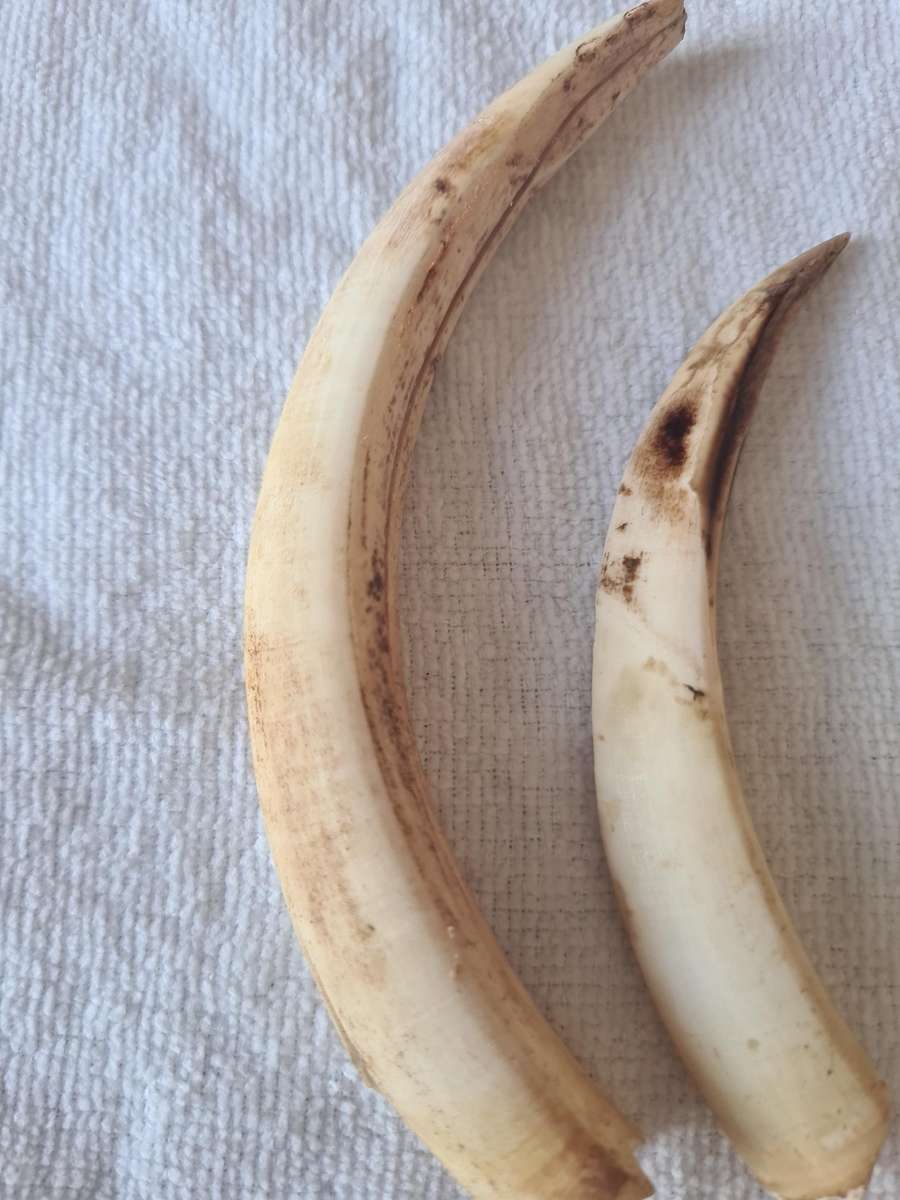 Three  Warthog Tusks