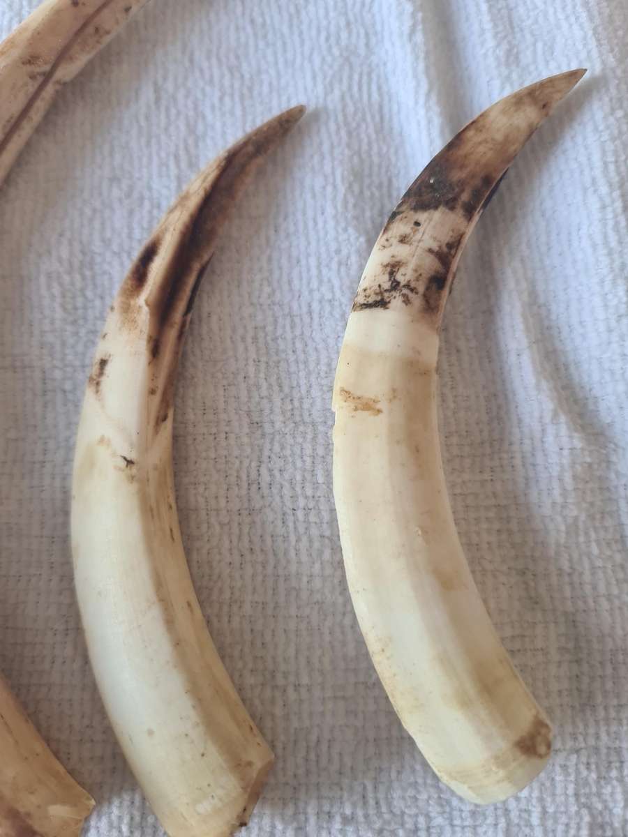 Three  Warthog Tusks