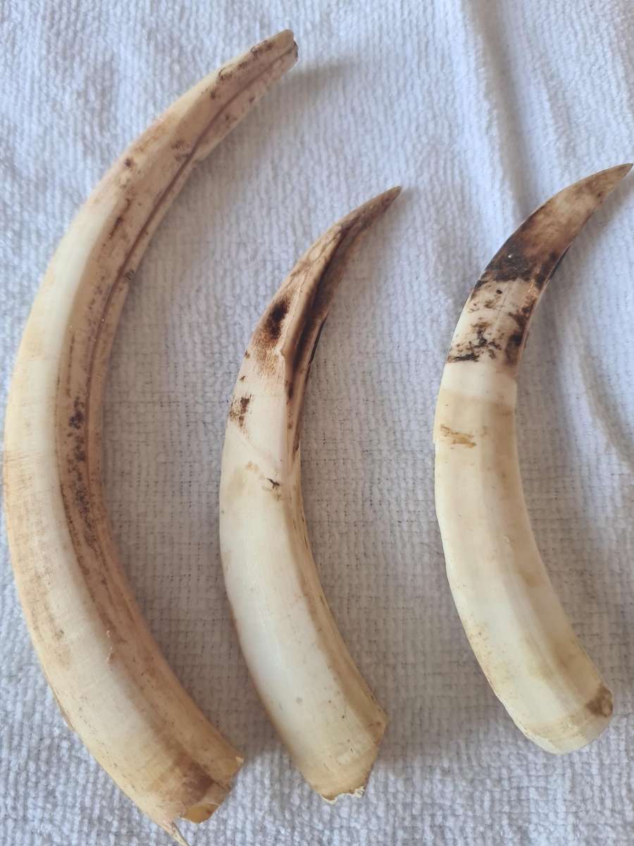 Three  Warthog Tusks