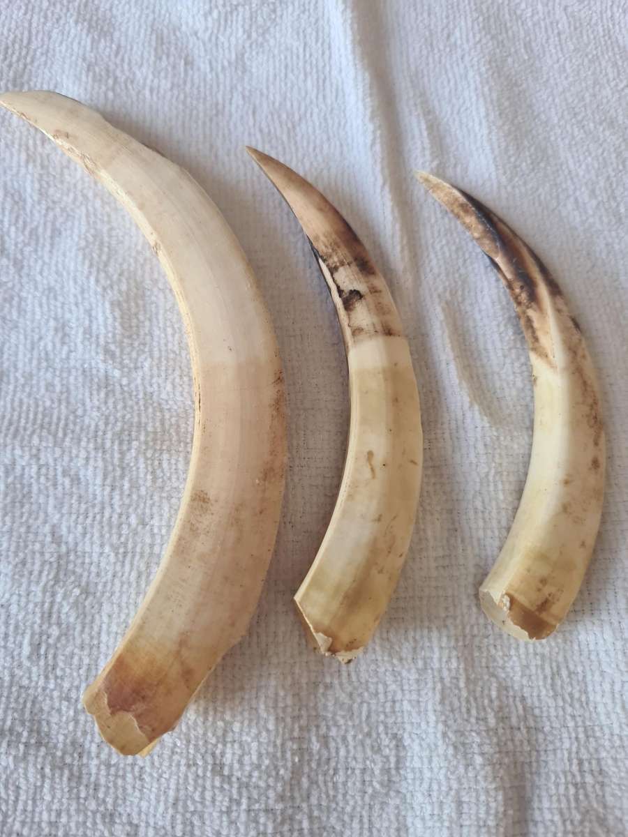 Three  Warthog Tusks