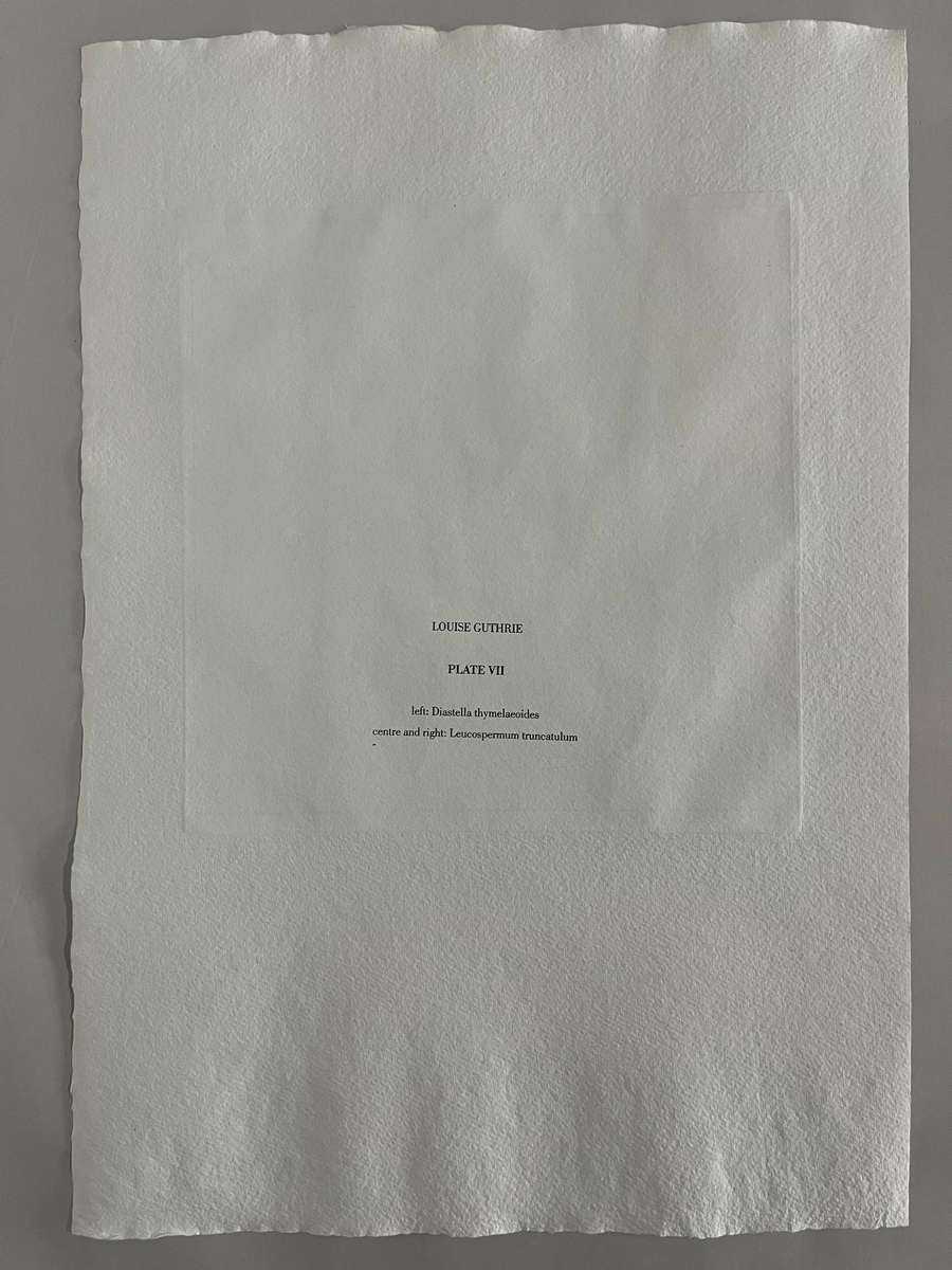Louise Guthrie - Diastella thymelaeioded illustration, Silkscreen On Hand Made Paper