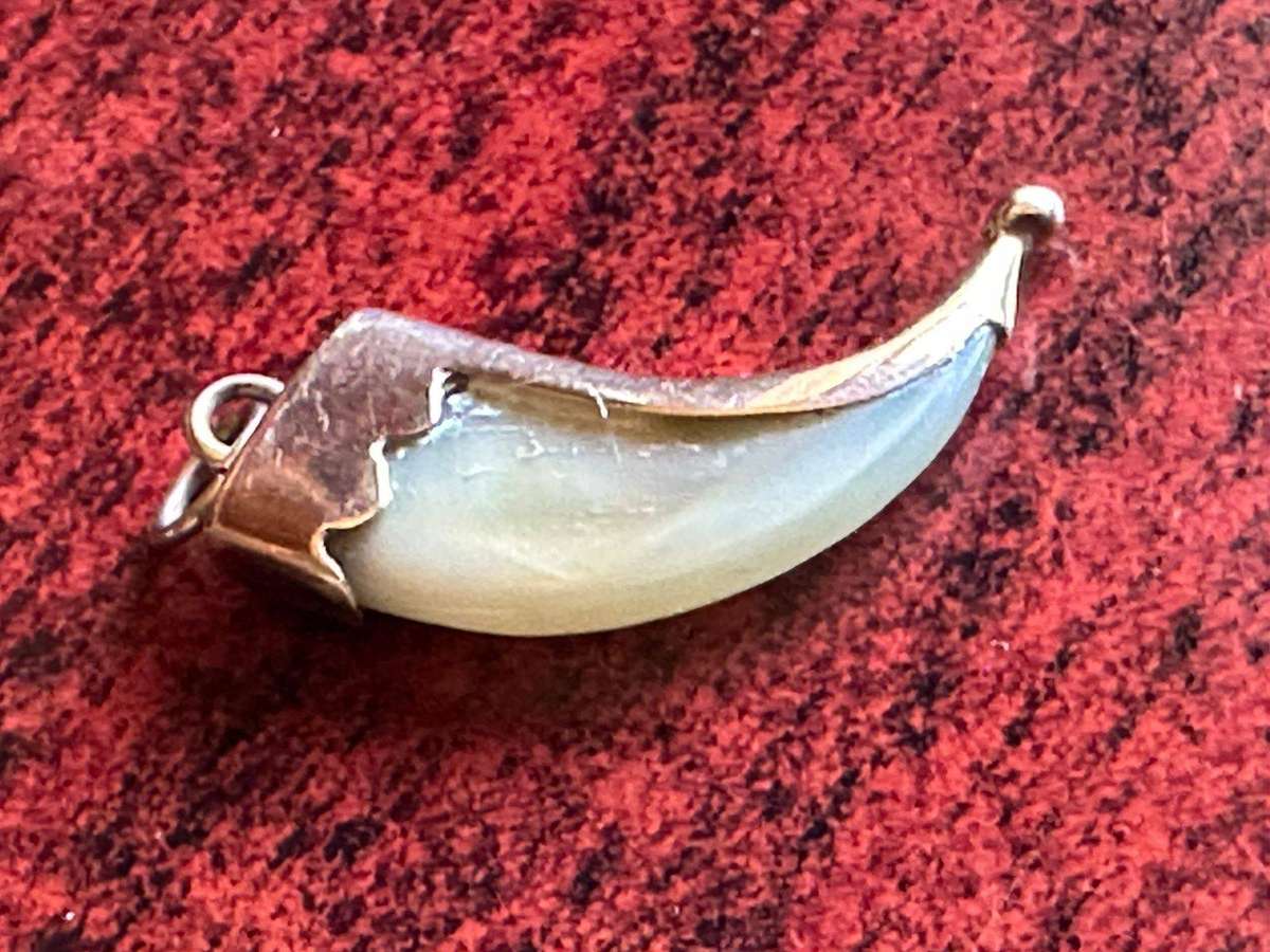 Victorian Tiger claw pendant,mounted in 9ct gold. Total weight 1,8g. Actual claw measures 24mmx12mm.