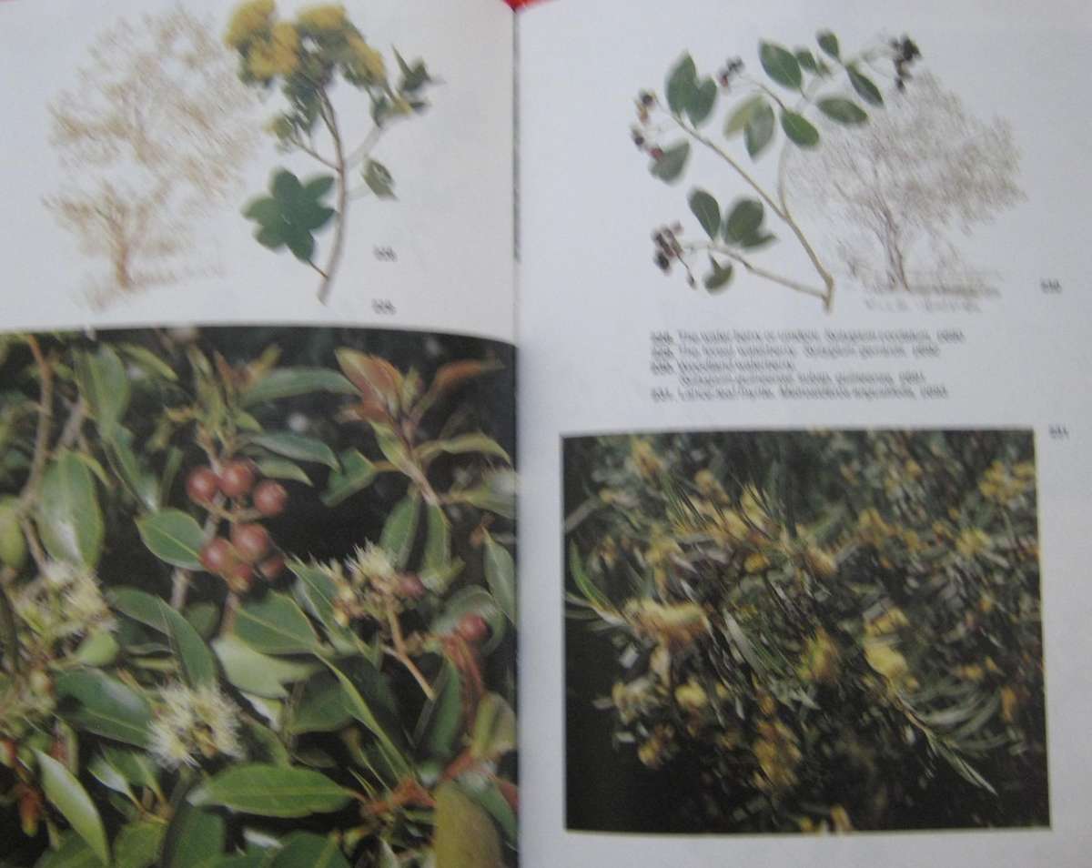 Trees of Southern Africa Keith Coates Palgrave | R B Drummond