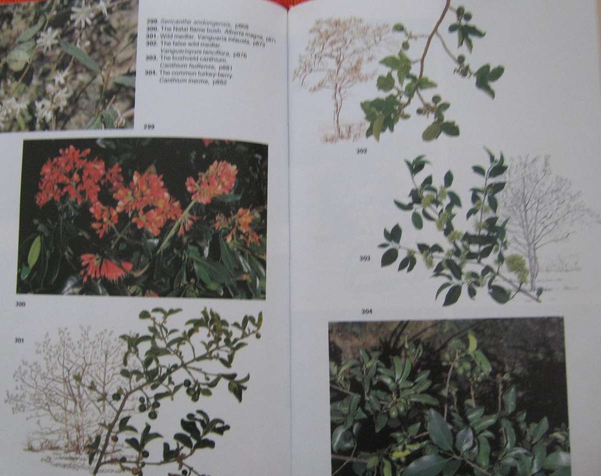 Trees of Southern Africa Keith Coates Palgrave | R B Drummond