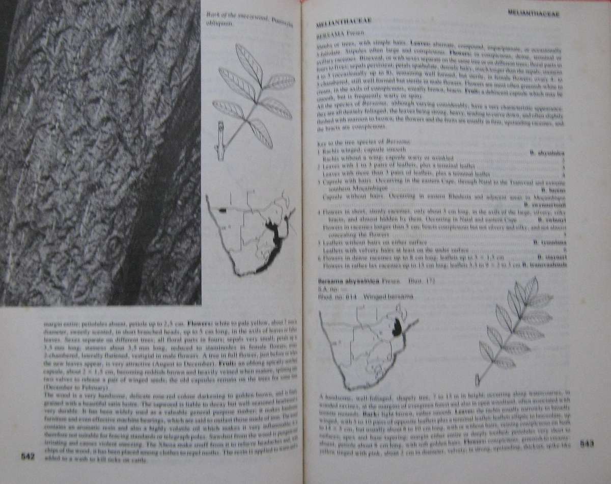 Trees of Southern Africa Keith Coates Palgrave | R B Drummond