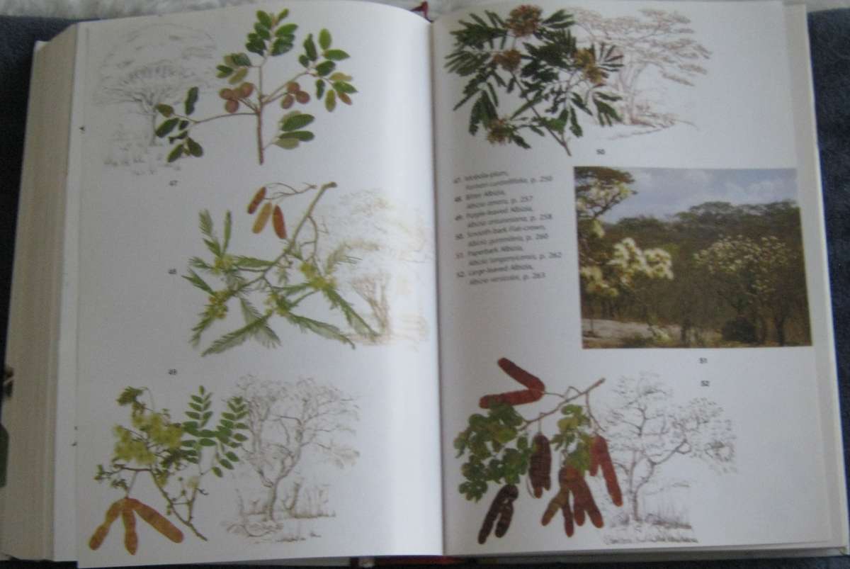 Trees of Southern Africa New Edition Revised and Updated