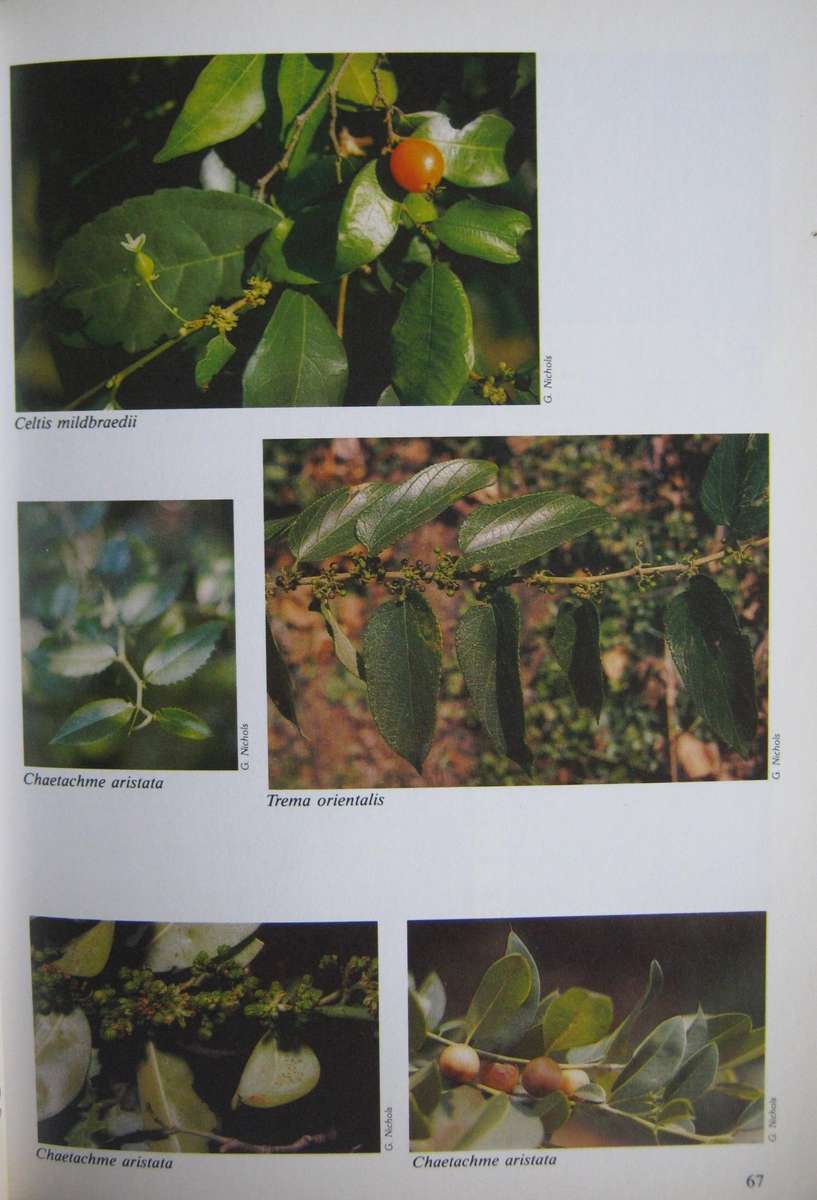 The Complete Field Guide to Trees of Natal, Zululand & Transkei