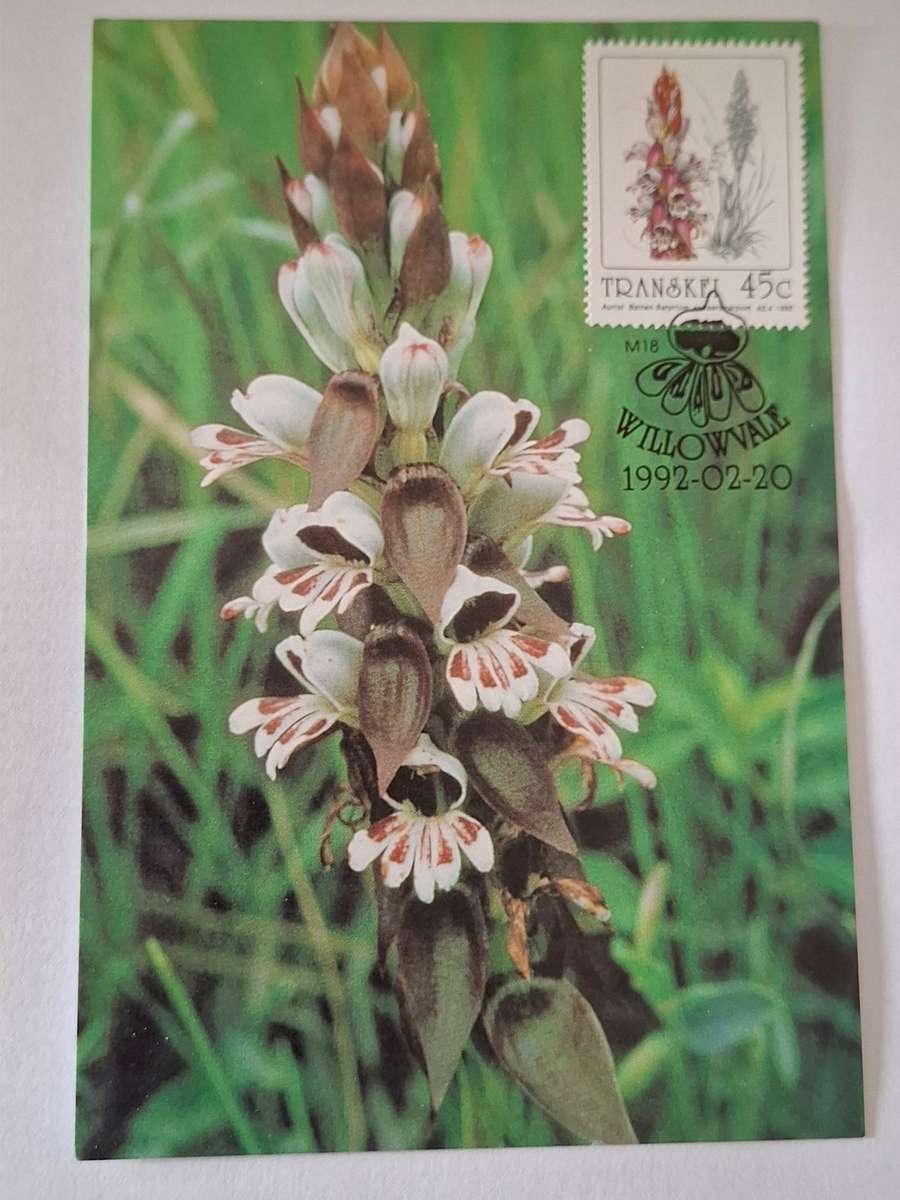 1985 - RSA - 32 - Hermanus - SA Floral Emigrants /  SA Blomemigrante - Maxim Cards.