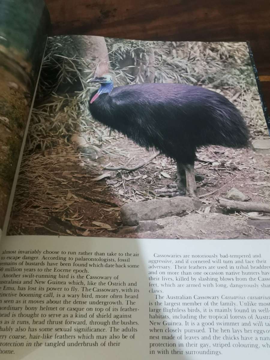 The Love of Birds - Large Hardcover