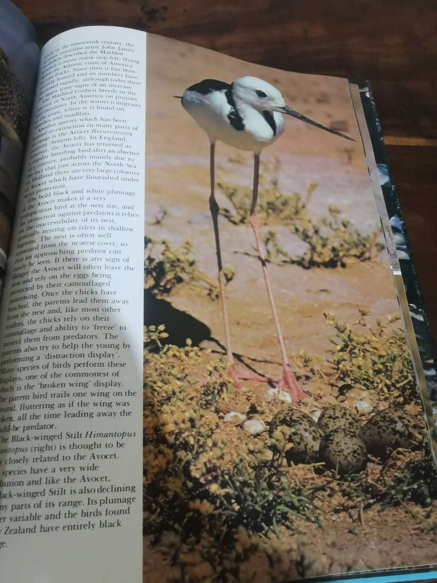 The Love of Birds - Large Hardcover