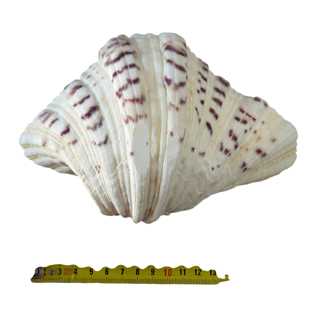 Large Decorative Seashell Bowl / Shell Dish  Coastal Beach Décor Display Piece