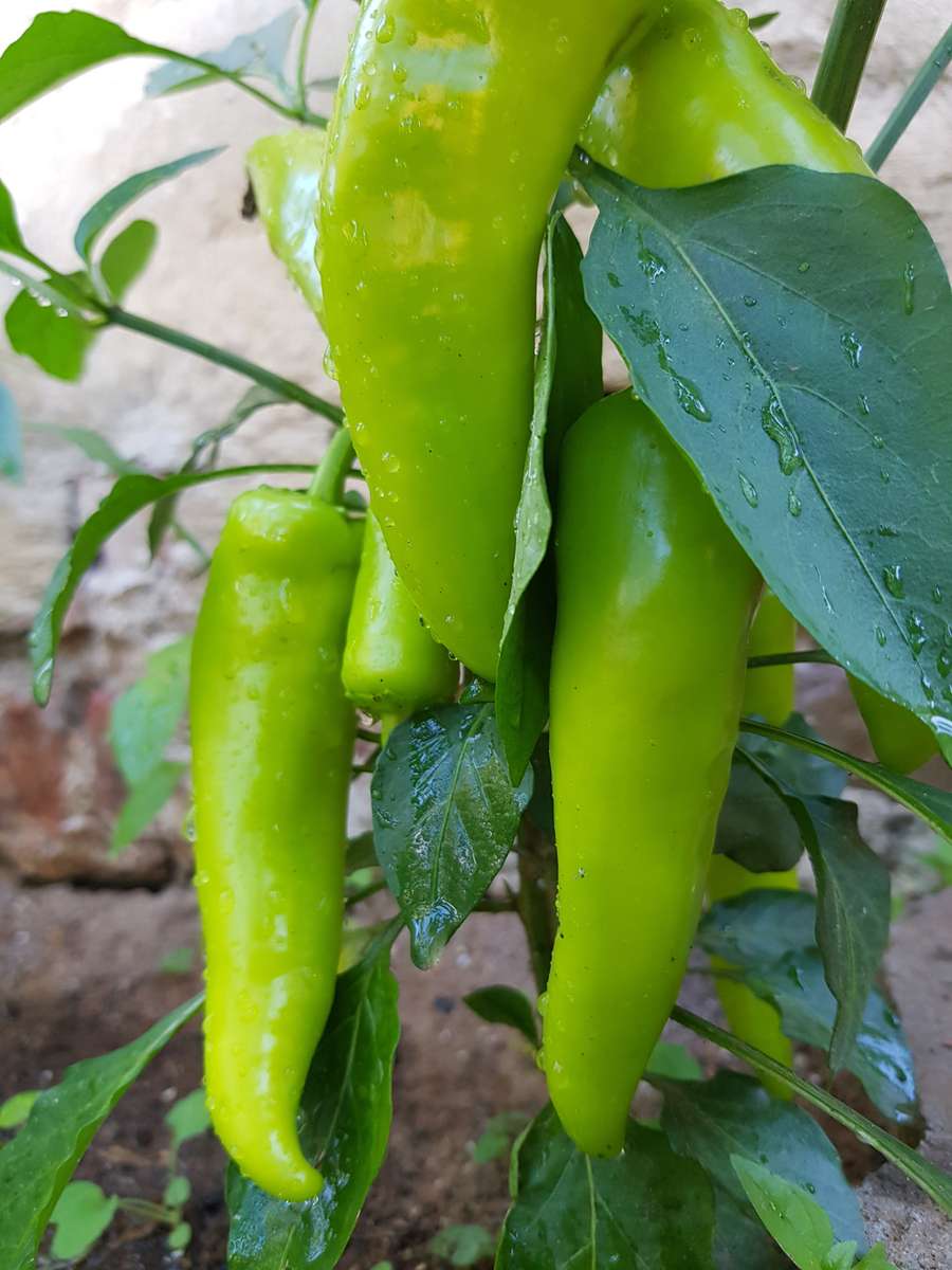 Banana pepper  (sweet) - 15 seeds