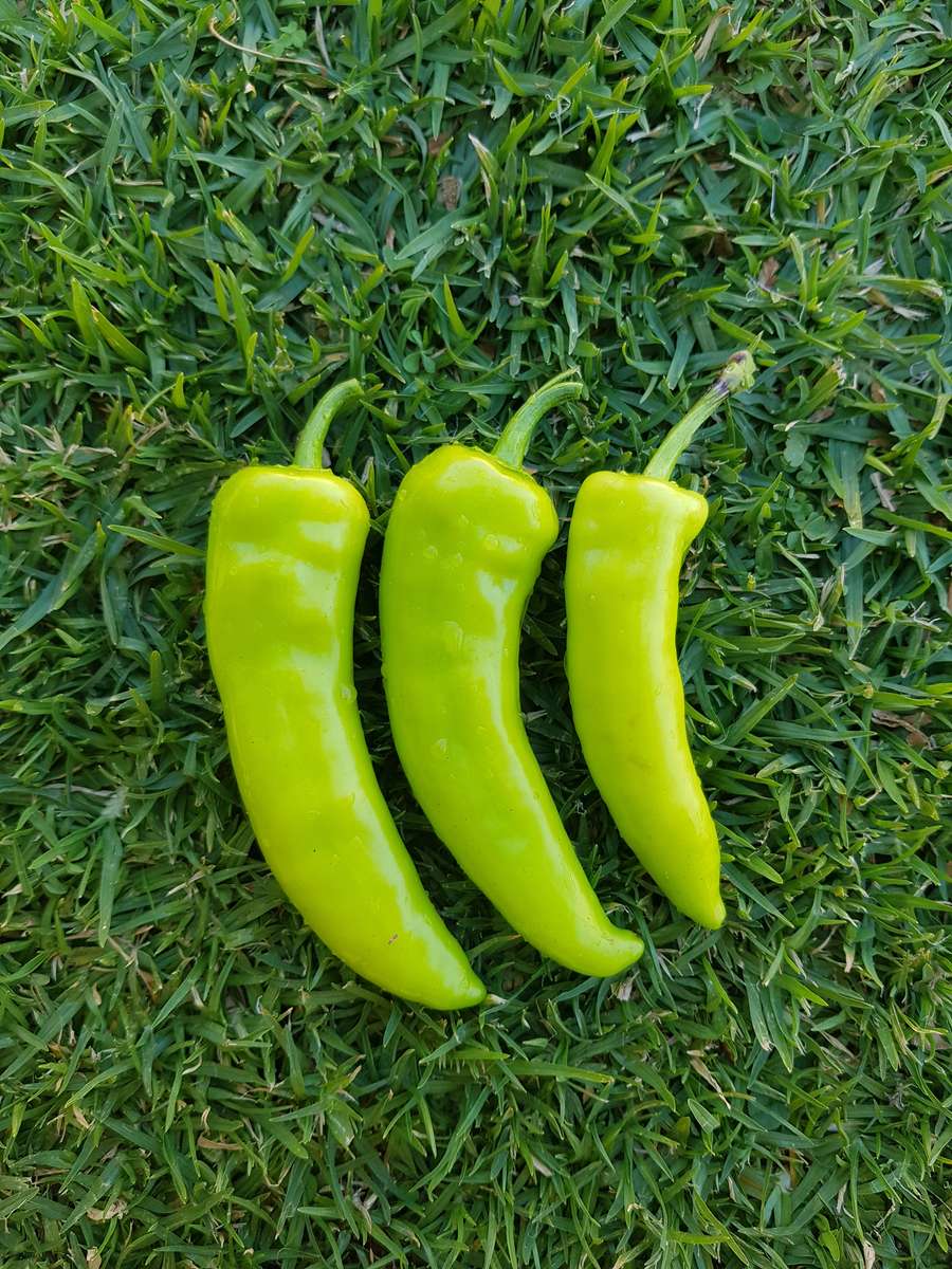 Banana pepper  (sweet) - 15 seeds