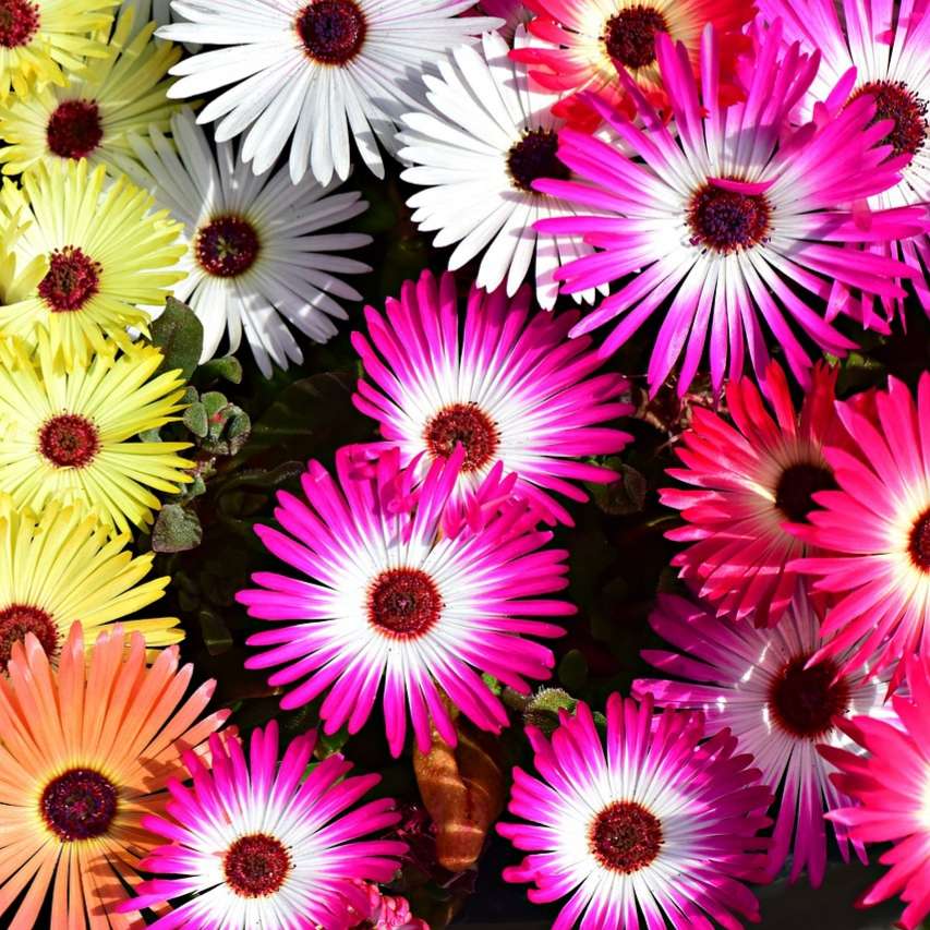 Livingstone daisy - 200 seeds
