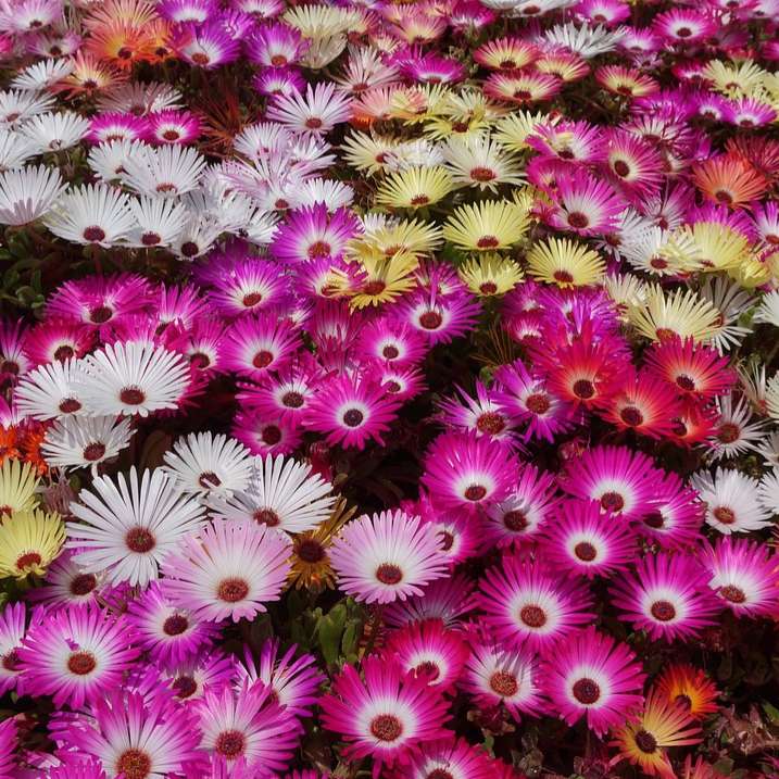 Livingstone daisy - 200 seeds