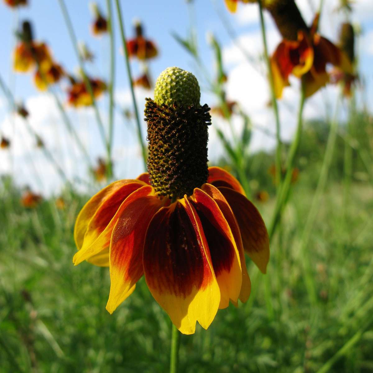 Mexican hat flower - 25 seeds