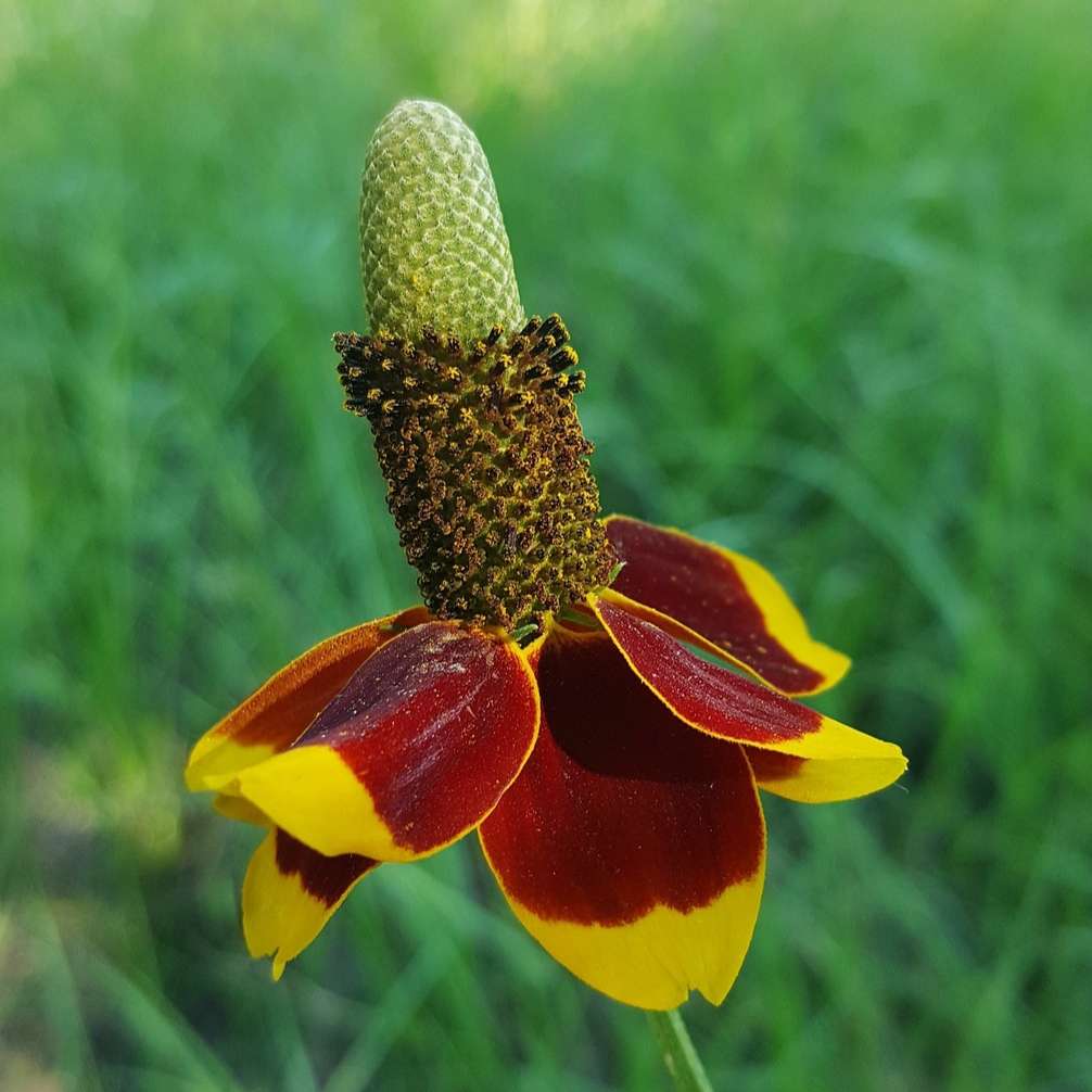 Mexican hat flower - 25 seeds