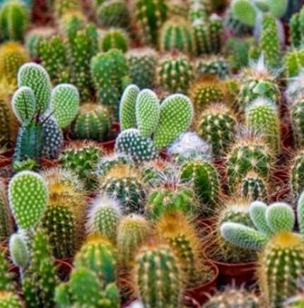 Mixed cactus - 25 seeds