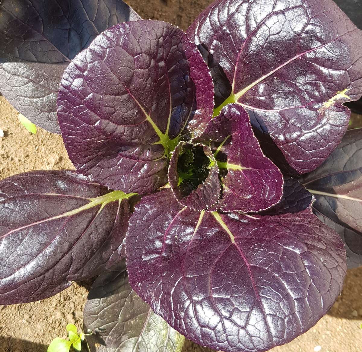 Komatsuna - 100 seeds