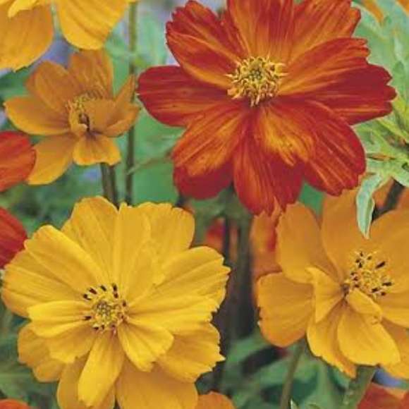Cosmos sulphureus mix - 25 seeds