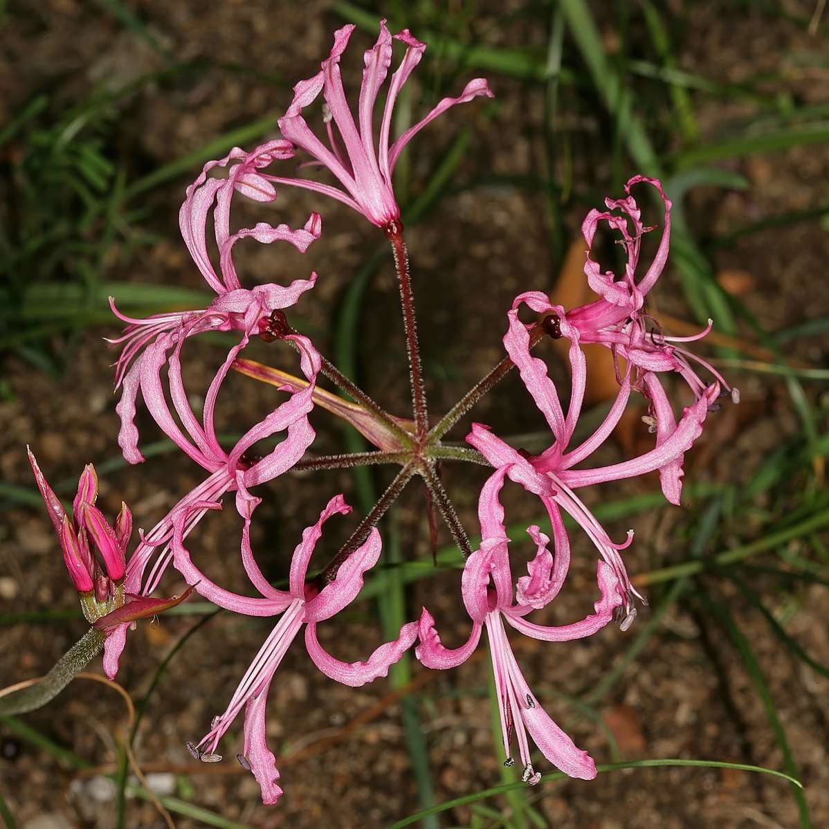 Nerine filifolia : 1 bulb (indigenous) - see description