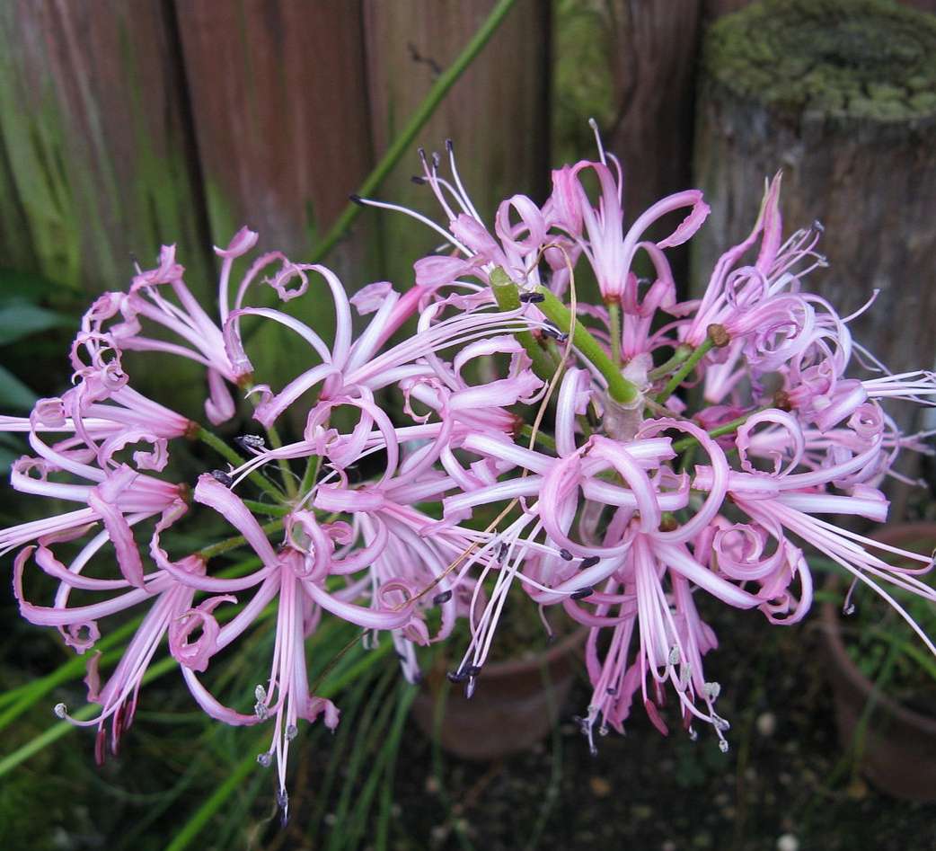 Nerine filifolia : 1 bulb (indigenous) - see description