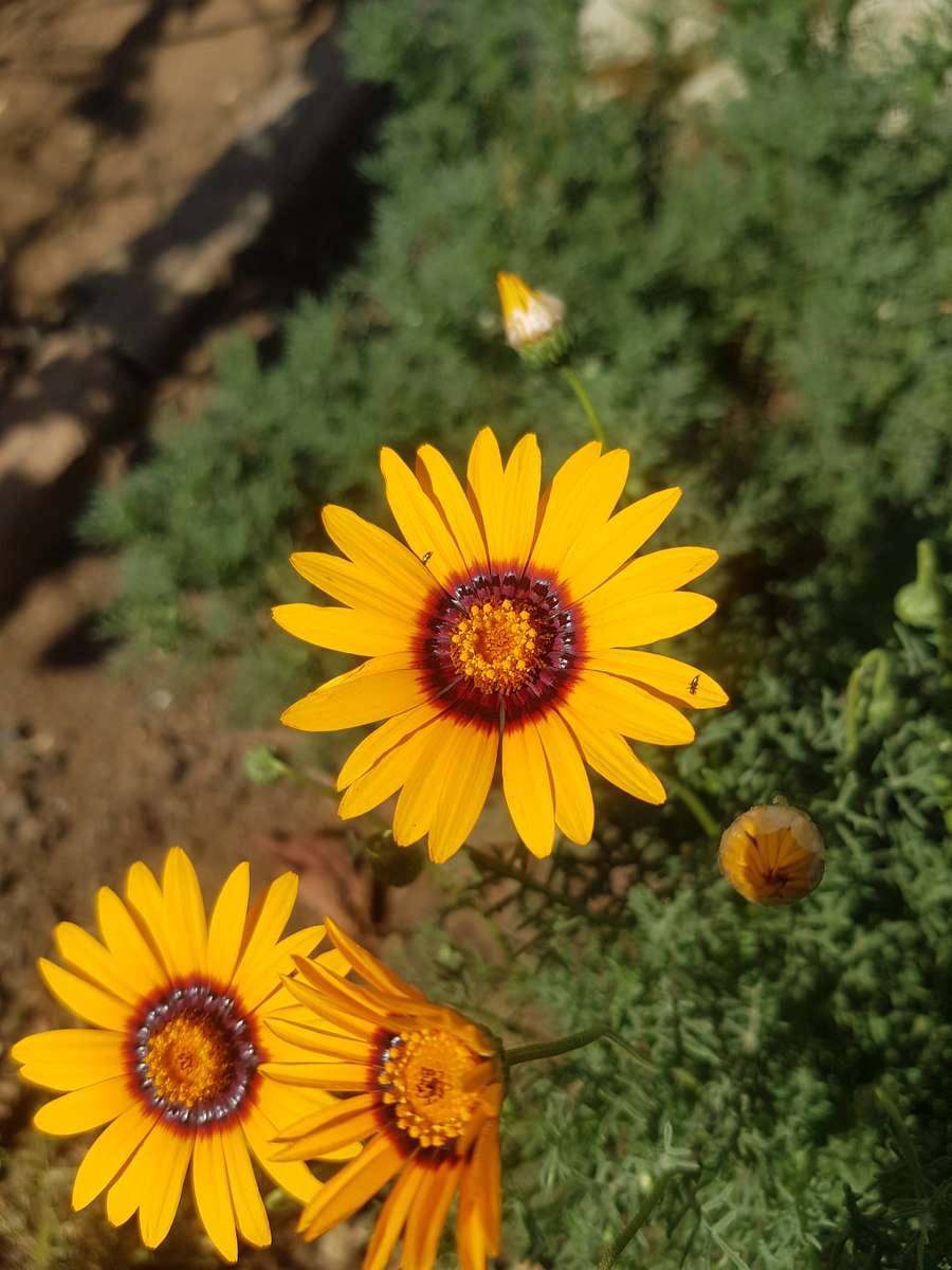 Parachute daisy / Ursinia anthemoides (indigenous) - 10 seeds