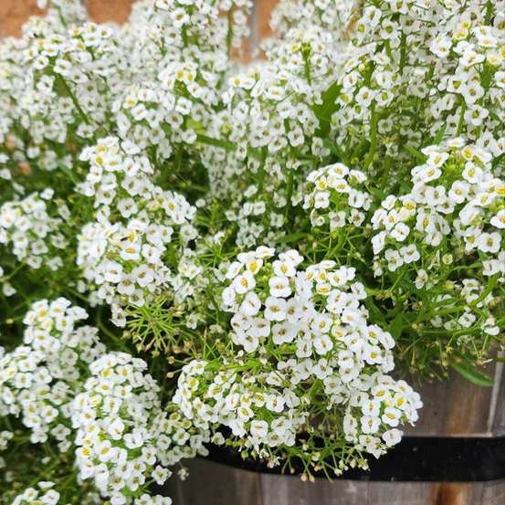 Alyssum 'carpet of snow' - 200 seeds