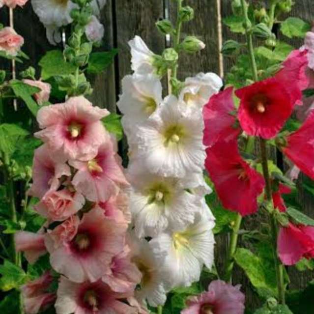 Hollyhock mixed color - 10 seeds