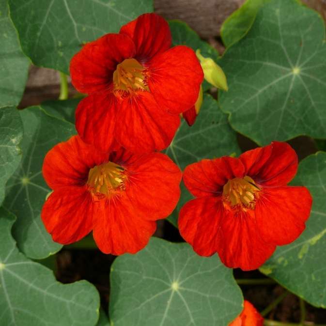 Nasturtium scarlet -  5 seeds