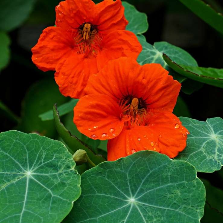 Nasturtium scarlet -  5 seeds