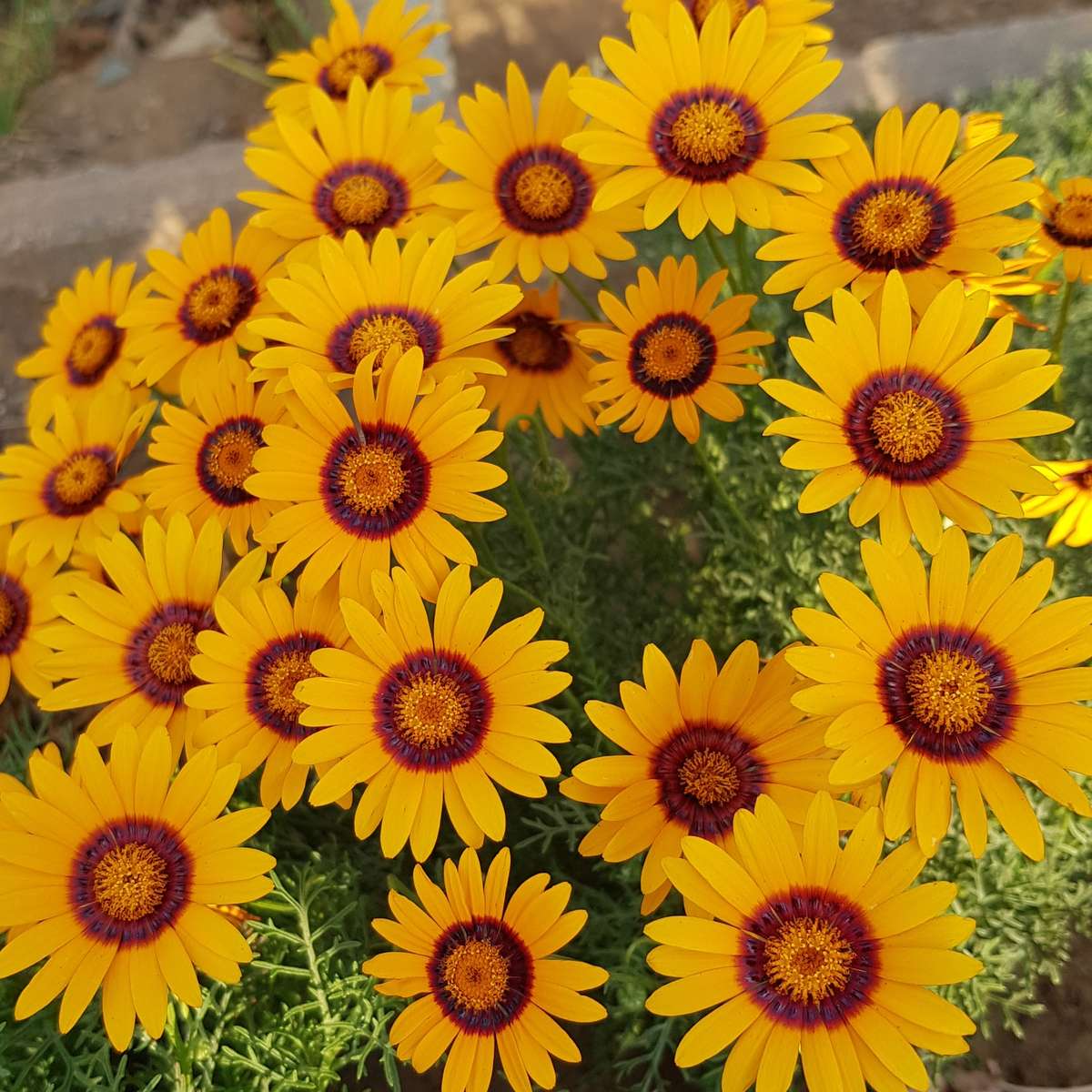 Parachute daisy / Ursinia anthemoides (indigenous) - 10 seeds