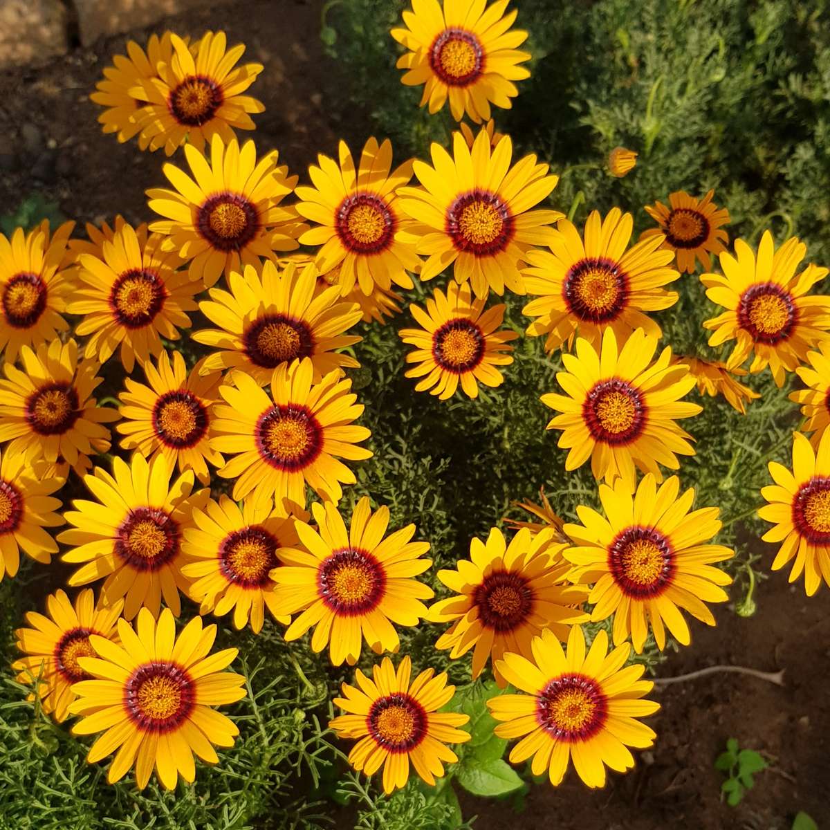 Parachute daisy / Ursinia anthemoides (indigenous) - 10 seeds