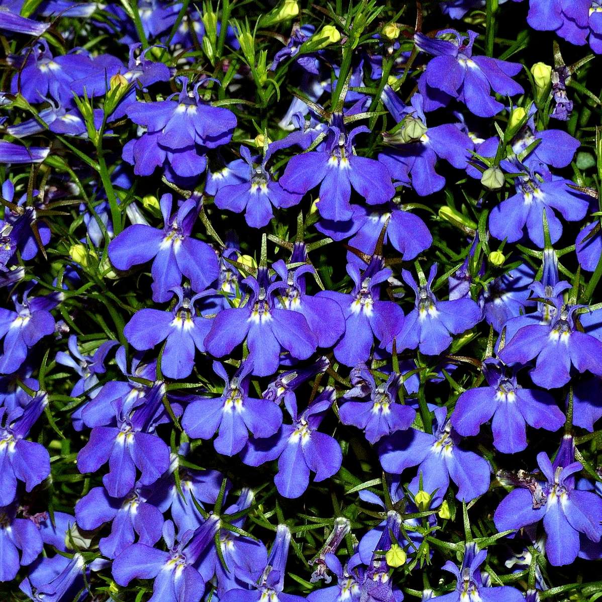 Lobelia `crystal palace` - 200 seeds