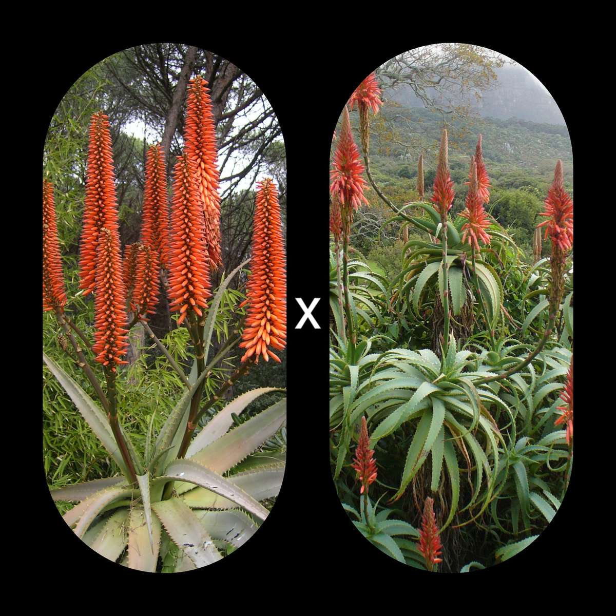 Aloe ferox crossed with Aloe arborescens  - 5 seeds