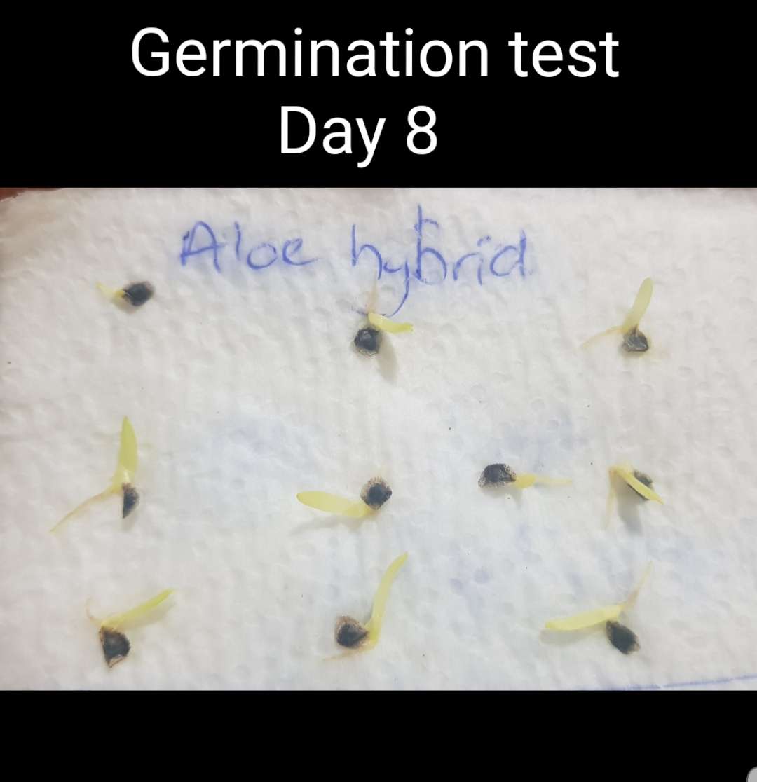 Aloe ferox crossed with Aloe arborescens  - 5 seeds