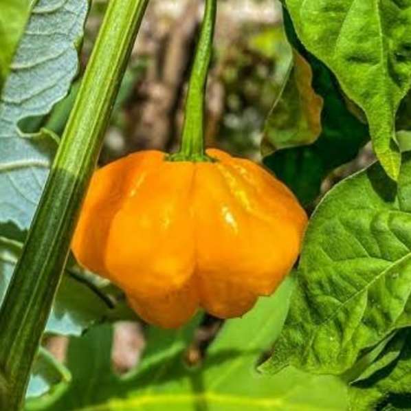 Jamaican scotch bonnet pepper (yellow) - 5 seeds