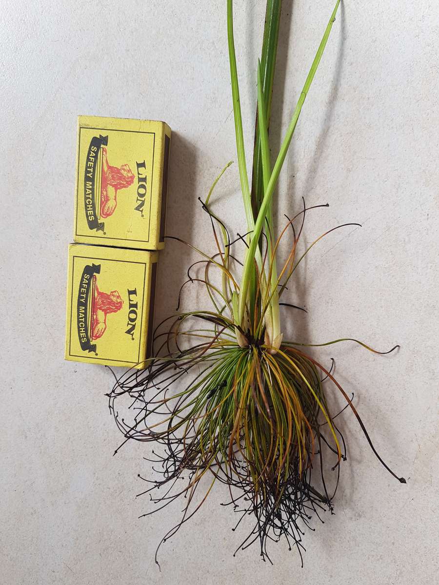 Dwarf papyrus : 1 rooted cutting - see description