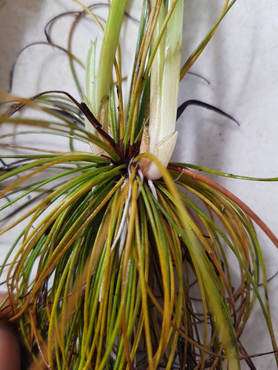 Dwarf papyrus : 1 rooted cutting - see description