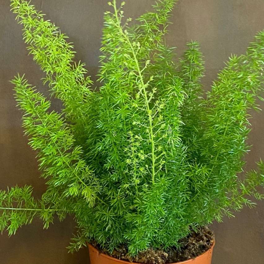 Foxtail fern (Asparagus densiflorus) - 5 seeds
